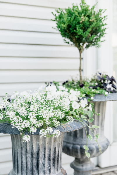European-Inspired Planted Urns