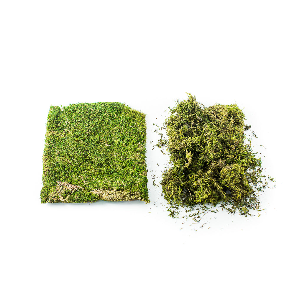 Super Moss: Sheet / Forrest Moss – Cottonwood Shanty