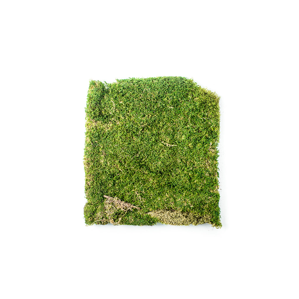 Super Moss: Sheet / Forrest Moss – Cottonwood Shanty