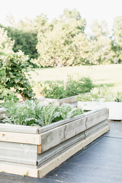 Vegetable Garden & Raised Beds