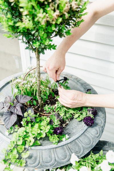 Installing Drip Irrigation In Containers- Beginner's Guide