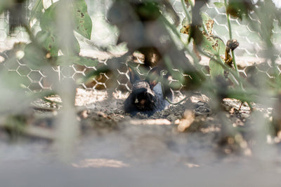 Baby Bunnies In The Zinnias