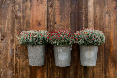 Maple Sap Bucket Planters