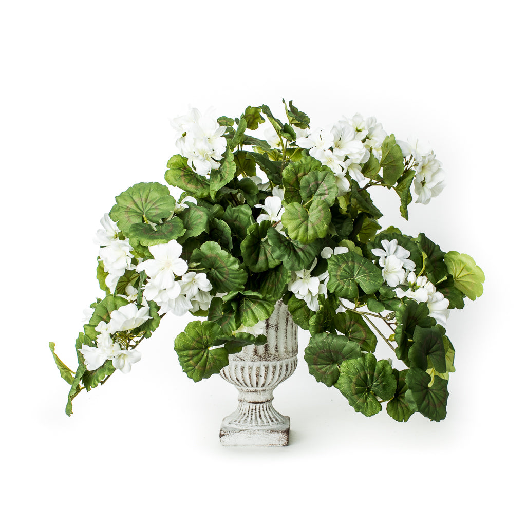 draping pot plants Draping Geranium Bush (UV Protected) – Cottonwood Shanty