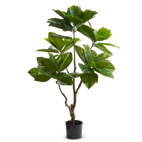 coffee for fiddle leaf fig 4.5' Potted Coffee Plant – Cottonwood Shanty